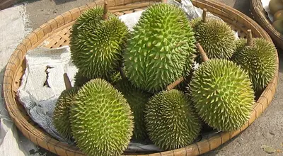 Durian: król owoców Tajlandii, smak i zapach