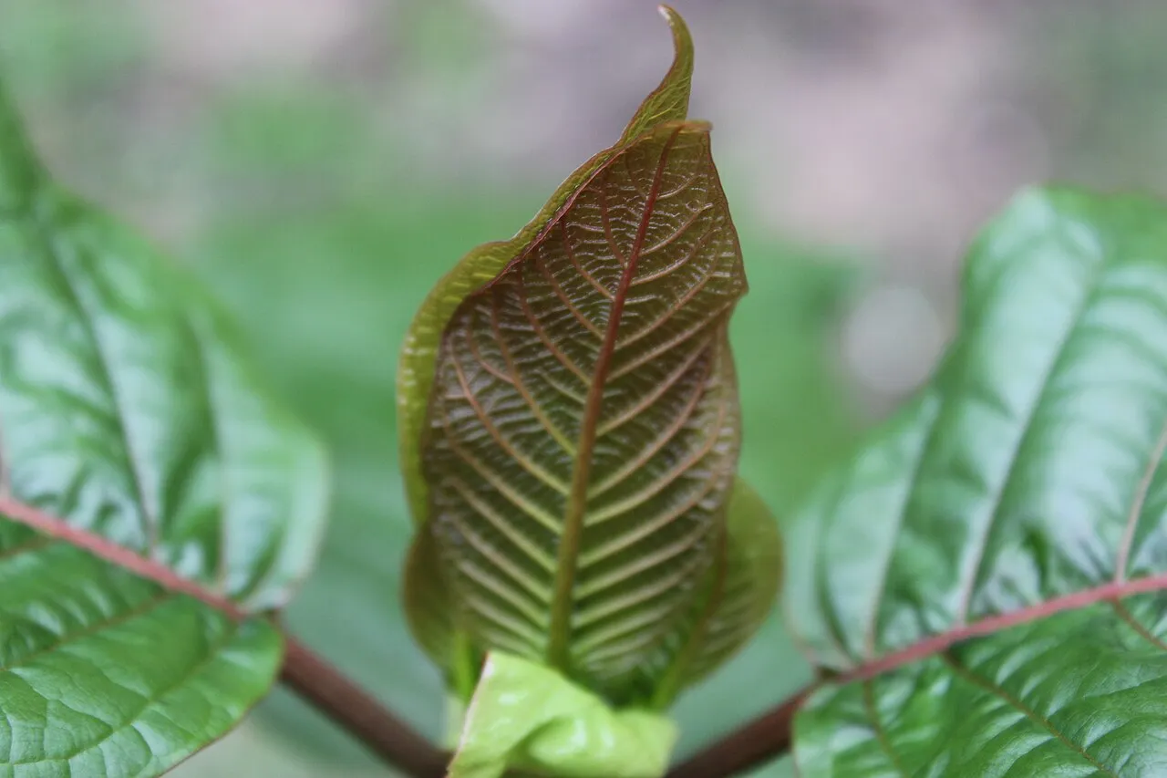 Liście kratomu na drzewie Mitragyna speciosa
