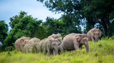 Fauna Tajlandii: słonie, małpy, ptaki i krokodyle