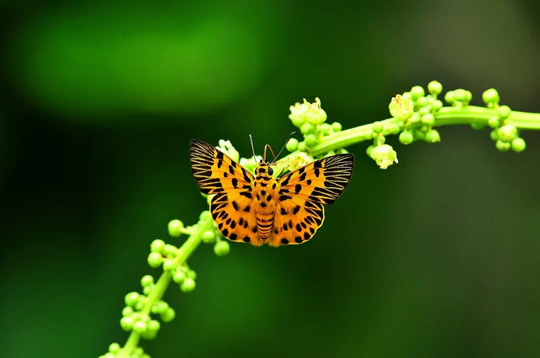 Pomarańczowy motyl na gałązce w Parku Narodowym Pang Sida