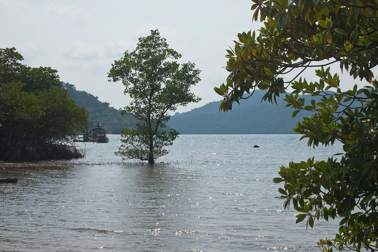 Drzewo namorzynowe rosnące w wodzie przy brzegu wyspy Ko Chang