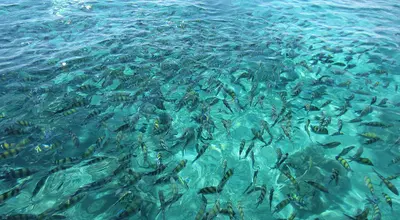 Ko Phi Phi: Maya Bay, rafy, Ko Phi Phi Don i Le