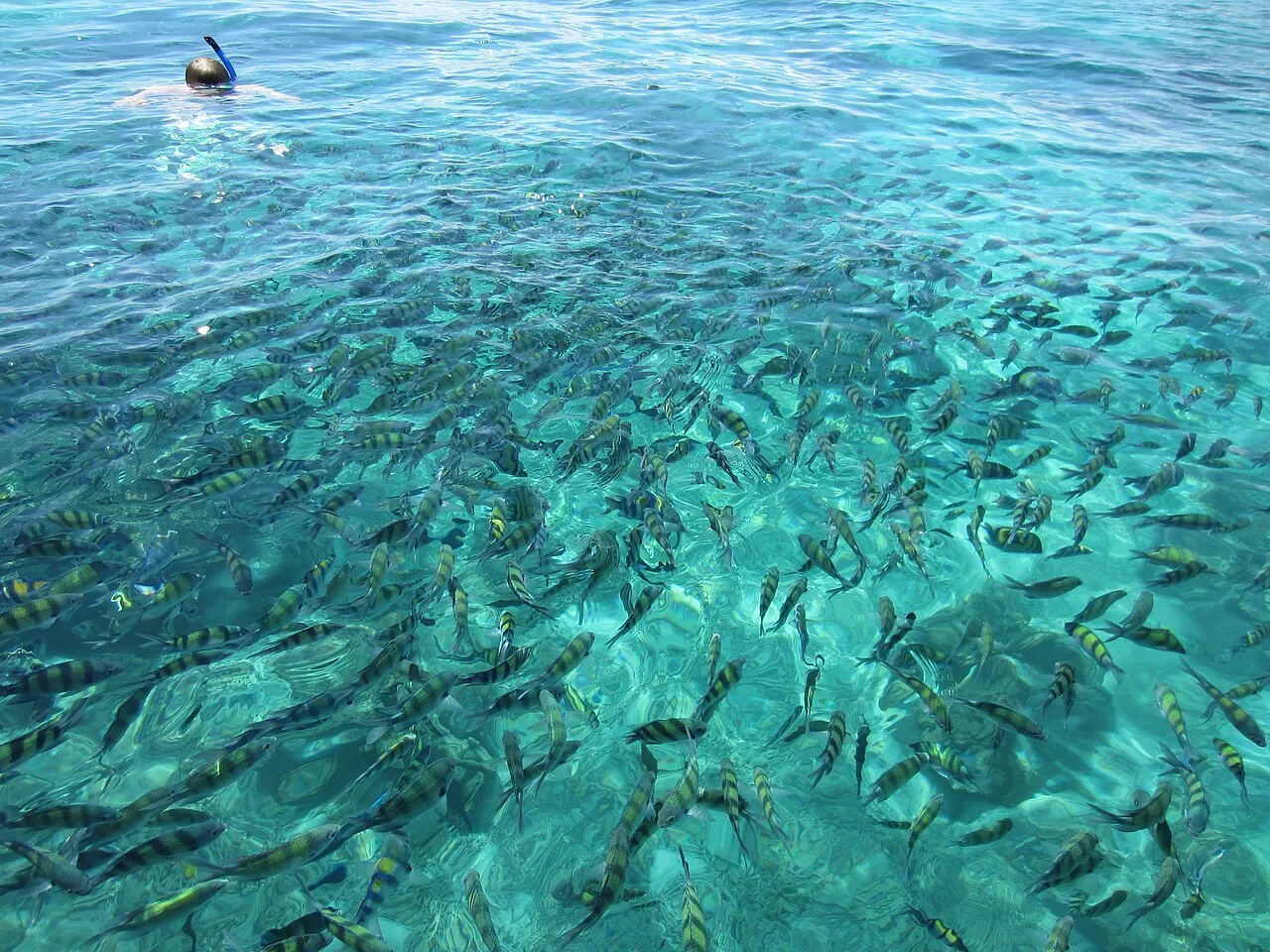 Ławica ryb w turkusowej wodzie przy Ko Phi Phi, nad nią snorkelowicz