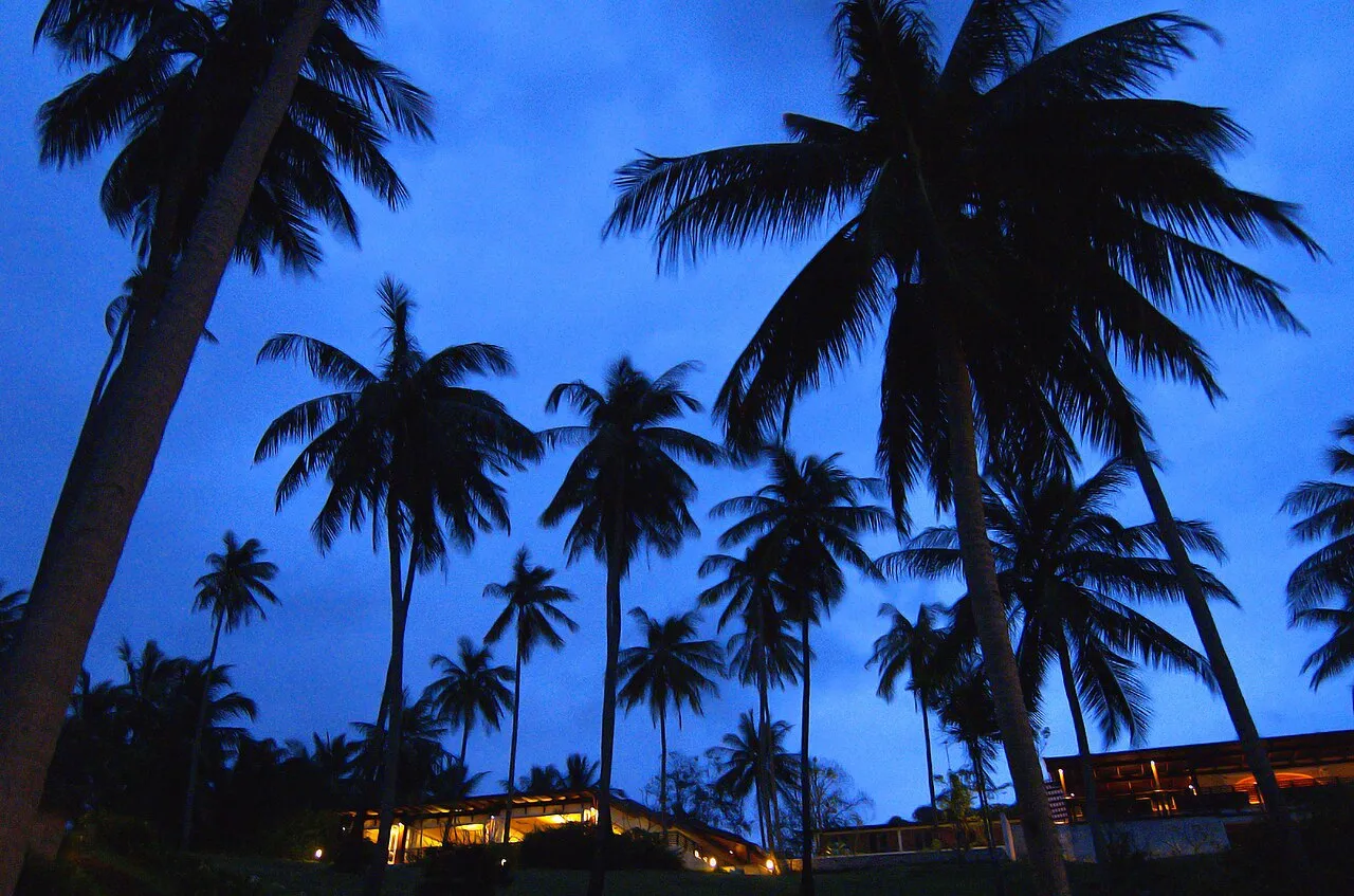 Palmy kokosowe na tle wieczornego nieba na Koh Samui