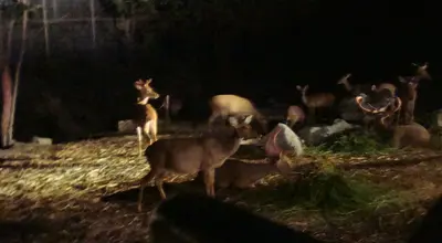Chiang Mai Night Safari: zoo nocą, tramwaj i strefy