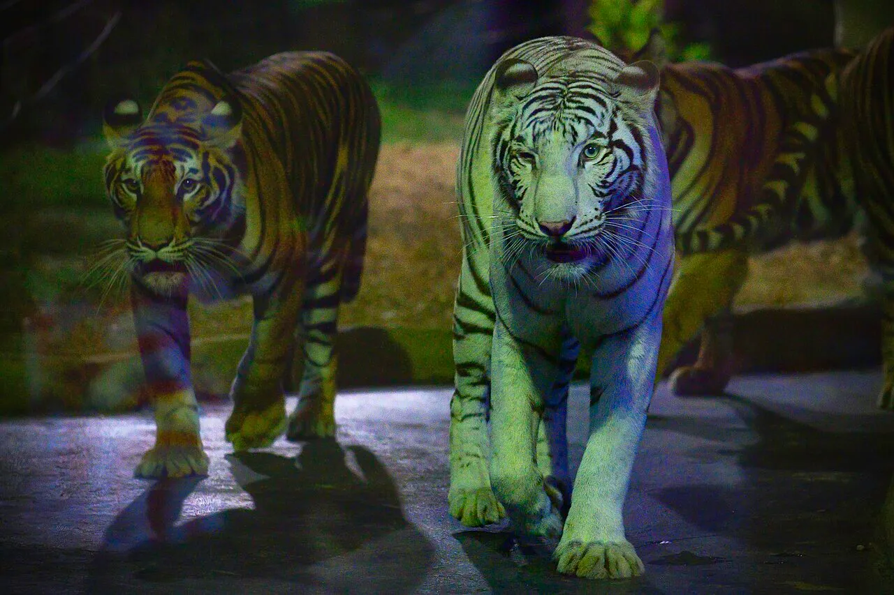 Biały i pręgowany tygrys w strefie Tiger World w Chiang Mai Night Safari