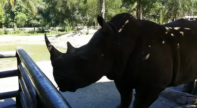 Khao Kheow Open Zoo: ogród zoologiczny w Chonburi