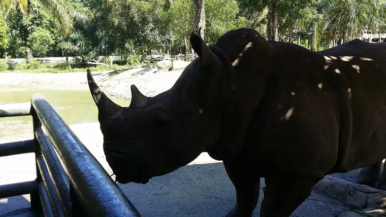 Nosorożec przy ogrodzeniu w ogrodzie zoologicznym Khao Kheow