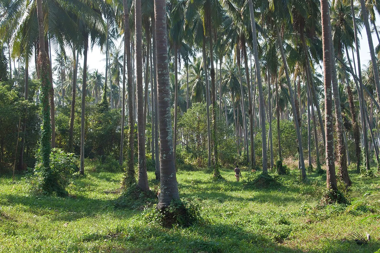 Plantacja palm kokosowych na wyspie Ko Mak
