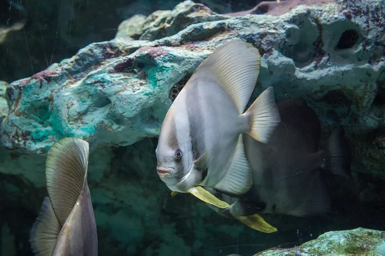 Ryby nietoperzowate pływające przy skałach w akwarium oceanarium w Pattayi