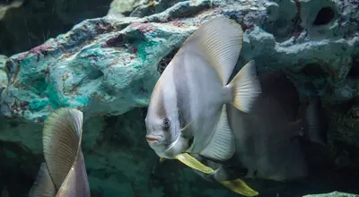 Underwater World Pattaya: oceanarium i tunel morski