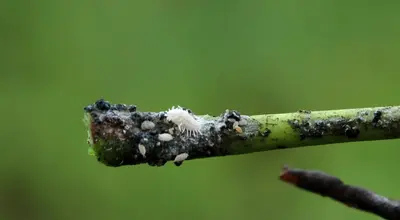 Jednostka specjalna, na tajskich polach uprawnych