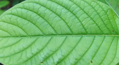 Kratom w Tajlandii: roślina, użycie i kontrowersje
