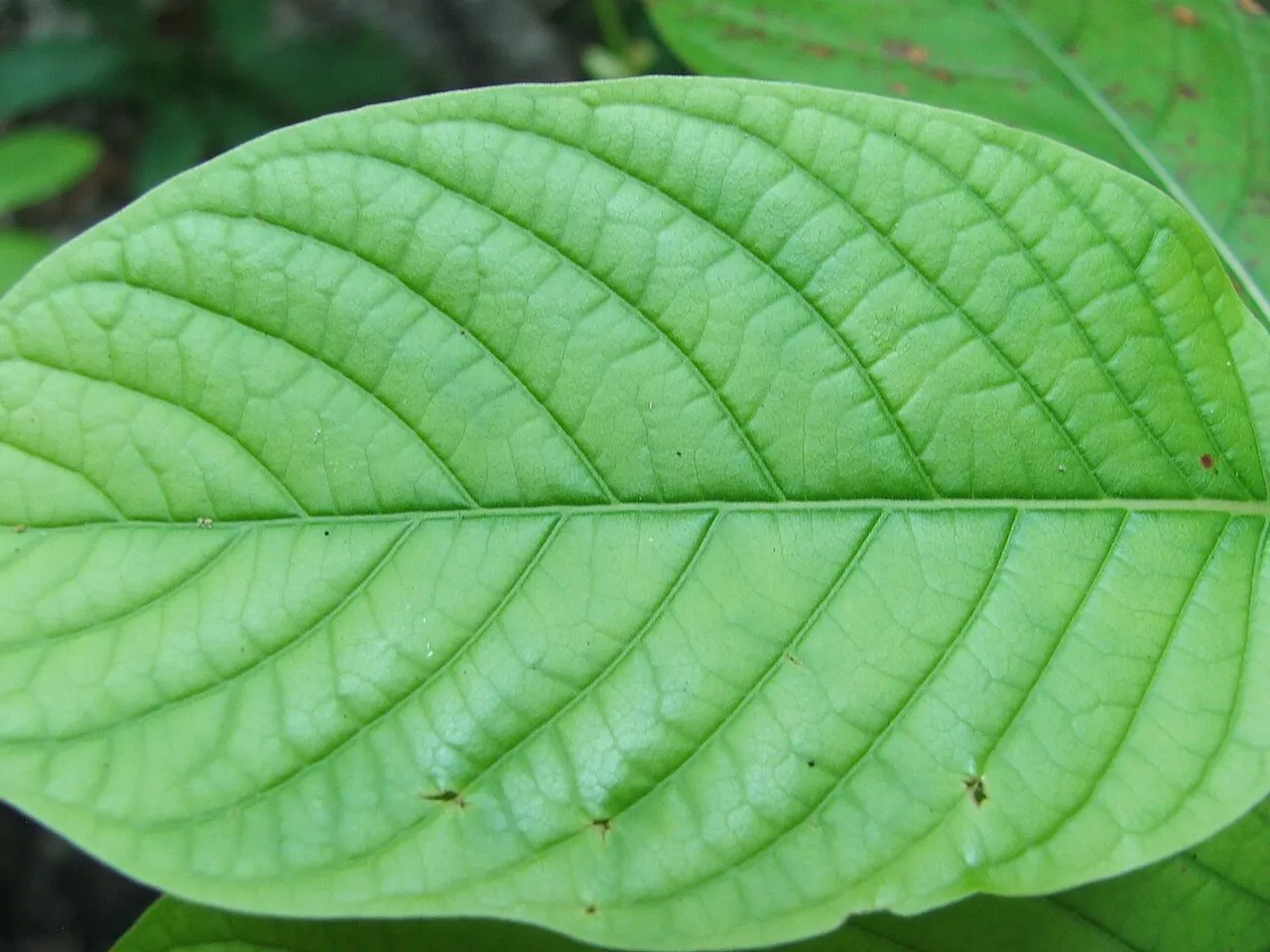Duży liść kratomu, czyli Mitragyna speciosa