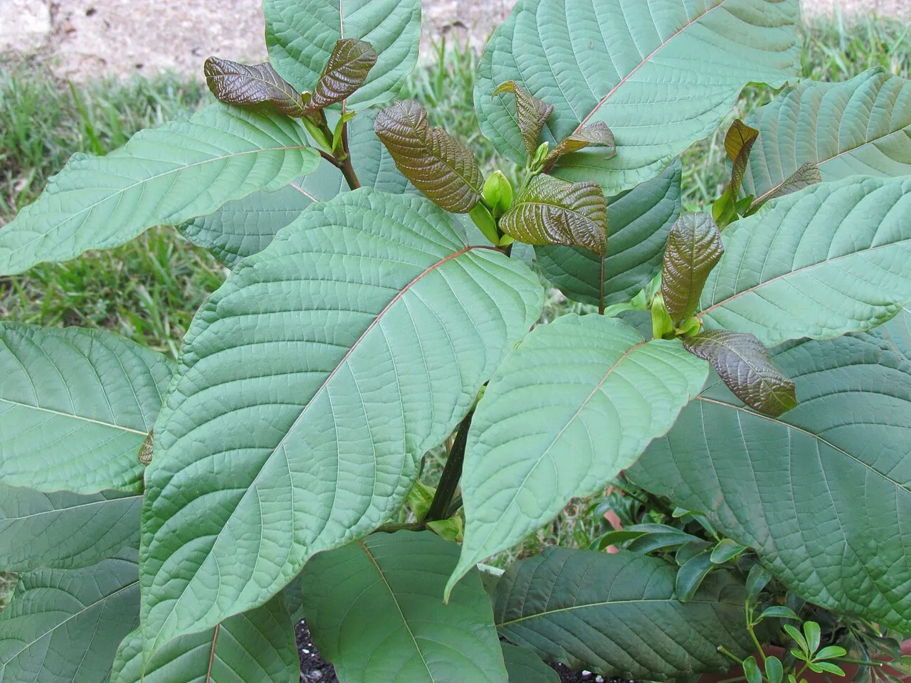 Drzewo kratomu, czyli Mitragyna speciosa