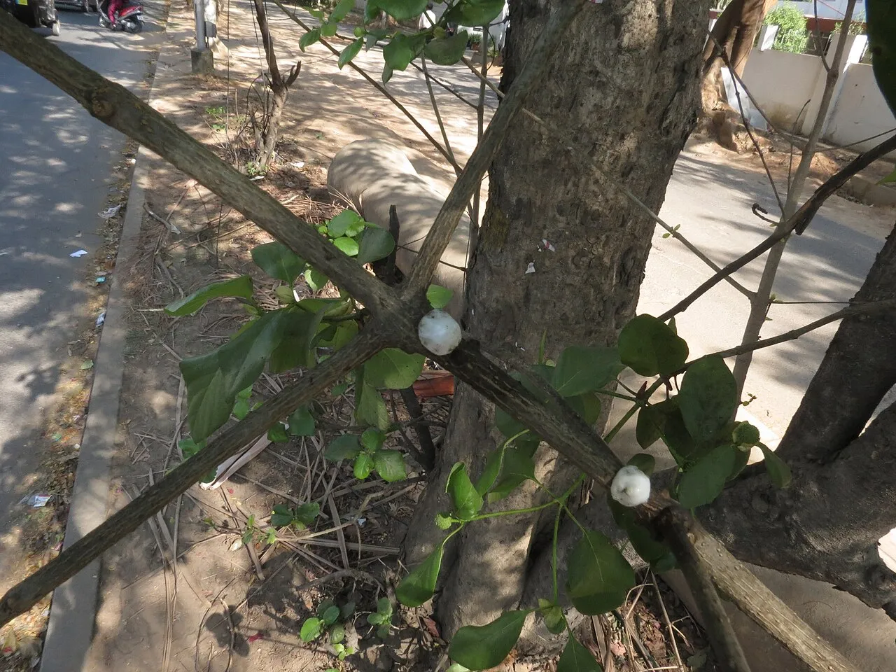 Mitragyna parvifolia, drzewo z tego samego rodzaju co kratom, rosnące przy ulicy