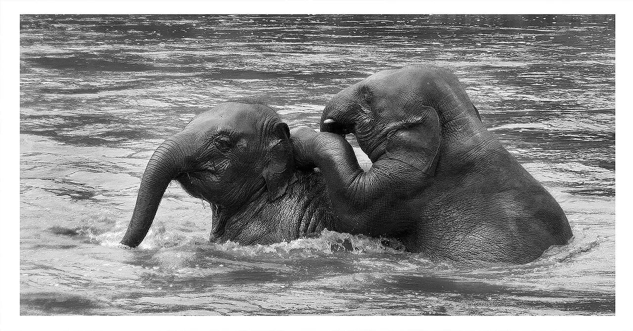 Dwa młode słonie azjatyckie bawiące się w rzece w ośrodku Elephant Nature Park