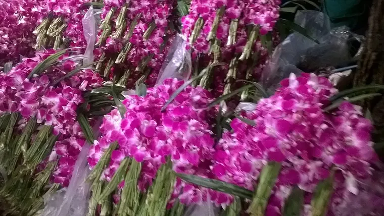 Różowe storczyki na targu kwiatowym Pak Khlong Talat w Bangkoku