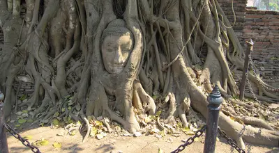 Wat Phra Mahathat w Ajutthaja: głowa Buddy w drzewie