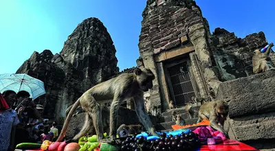 Uczta małp w Lopburi: makaki, owoce i listopadowe święto