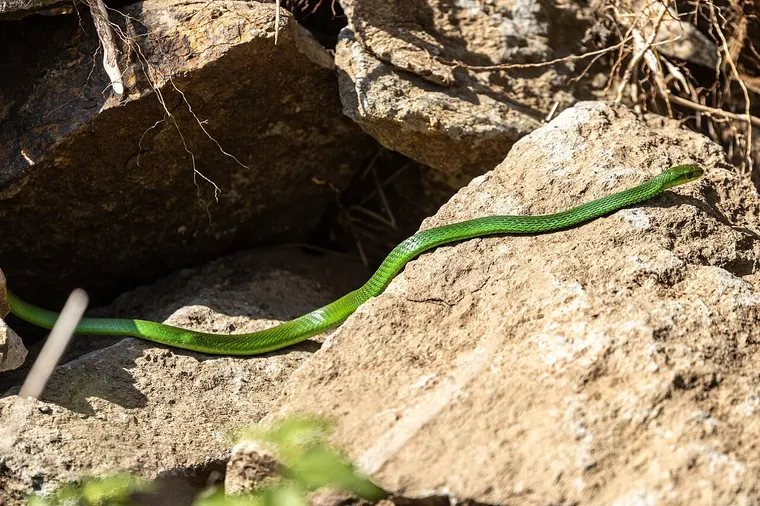 Zielony wąż, mamba zielona wschodnia, na skałach